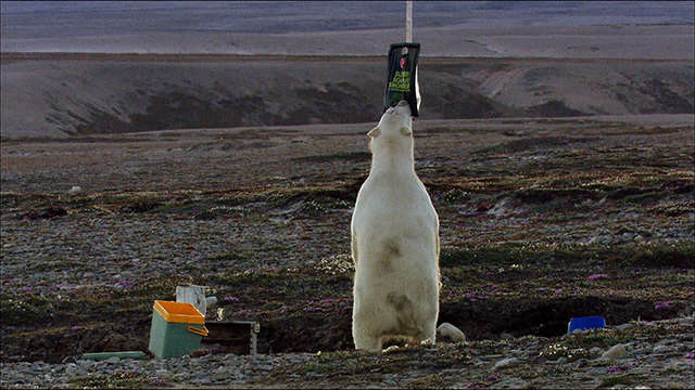 Eisbär im Camp