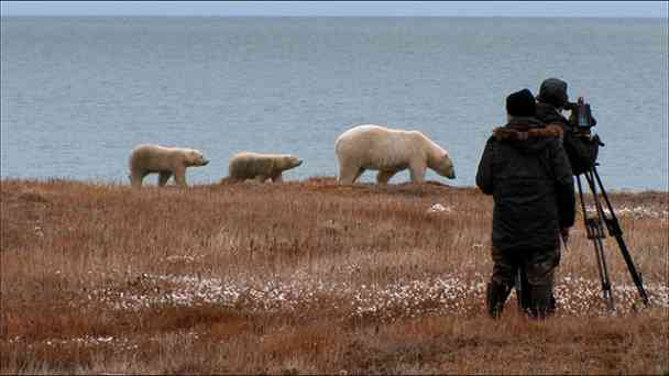 Begegnung mit Eisbären kostenlos streamen | dailyme