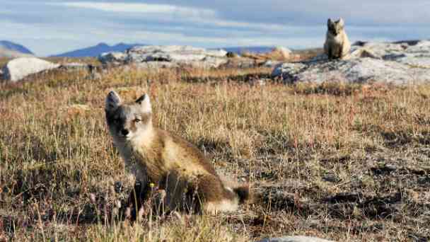 Tundra - die Steppe des Nordens kostenlos streamen | dailyme