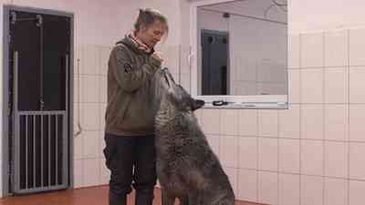 Kates Tierwelt (18) kostenlos streamen | dailyme