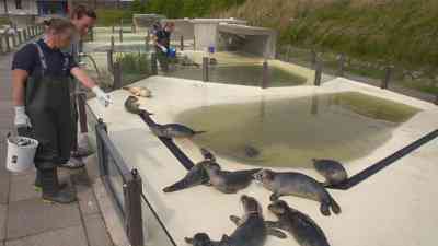 Kates Tierwelt (09) kostenlos streamen | dailyme