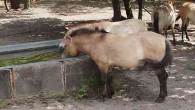Kates Tierwelt (06) kostenlos streamen | dailyme