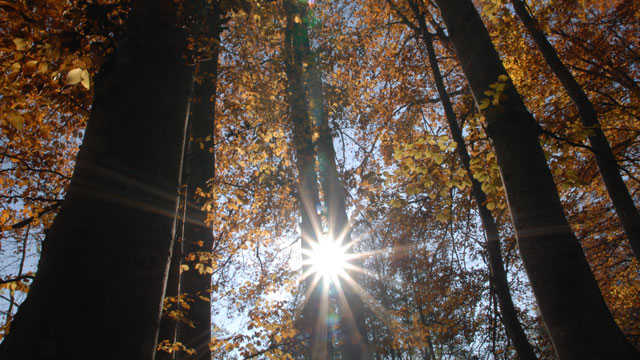Geheimnis Wald