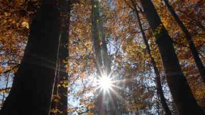 Geheimnis Wald kostenlos streamen | dailyme