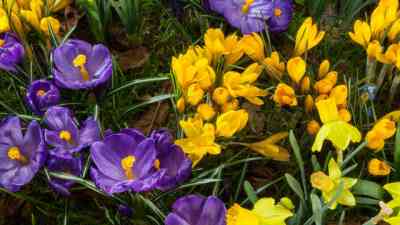 Flower Power kostenlos streamen | dailyme