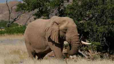 Abenteuer Namib (2) kostenlos streamen | dailyme