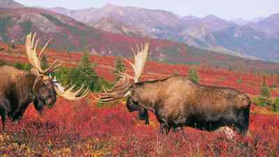 Abenteuer Yukon (2) kostenlos streamen | dailyme