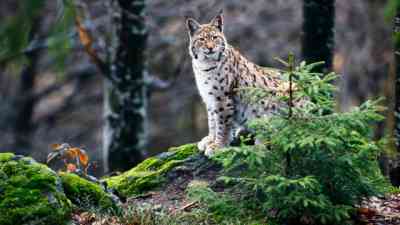 Europas Naturwunder kostenlos streamen | dailyme