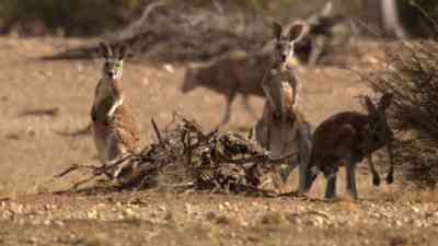 Manche Tiere mögen’s heiß kostenlos streamen | dailyme