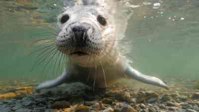 Robben - Unterwasserclowns mit Biss kostenlos streamen | dailyme