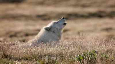Tierische Banden kostenlos streamen | dailyme