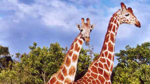 Giraffen kostenlos streamen | dailyme