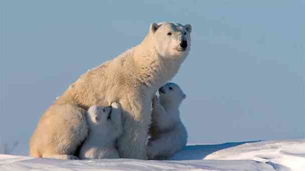Eisbären können nicht weinen kostenlos streamen | dailyme