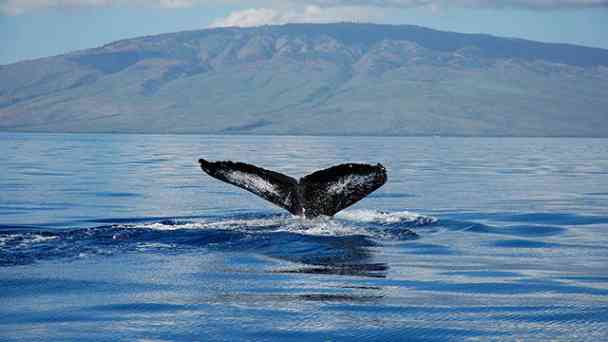 Das Geheimnis der Buckelwale kostenlos streamen | dailyme