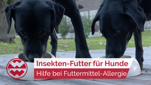 Insekten statt Fleisch: Hilfe bei Futtermittel-Allergien von Haustieren | Best Friends