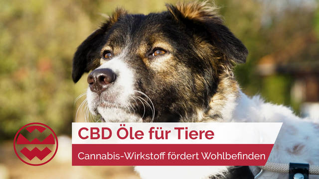 Cannabis-Wirkstoff CBD fördert das Wohlbefinden von Hunden, Katzen & Pferden | Best Friends