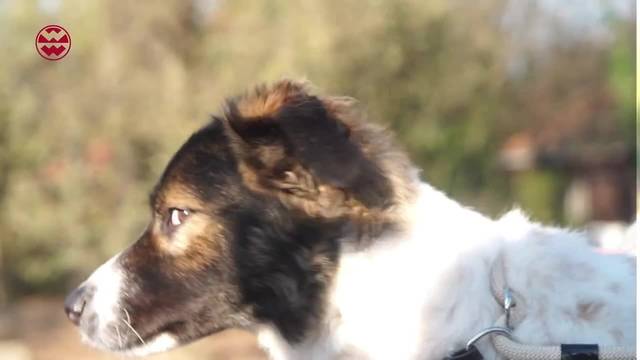 Gebacken und gedämpft Hundefutter aus Schweden | Best Friends