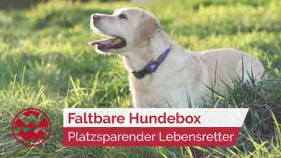 Faltbare Hundebox: Platzsparender Lebensretter | Best Friends kostenlos streamen | dailyme