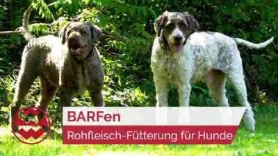 BARFen: Die Vorteile der Rohfleisch-Fütterung | Best Friends kostenlos streamen | dailyme