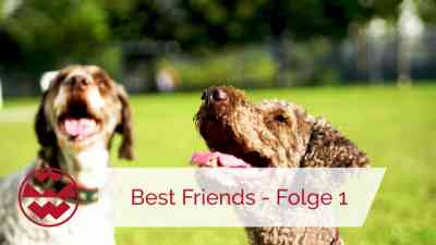 1.0 – BARFen, CBD Öle für Tiere, Strahlenfreier Rückzugsort, Faltbare Hundebox, Insekten als Hundefutter | Best Friends kostenlos streamen | dailyme