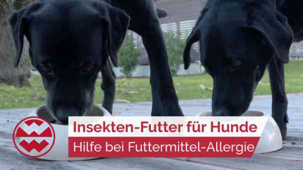 Insekten statt Fleisch: Hilfe bei Futtermittel-Allergien von Haustieren | Best Friends kostenlos streamen | dailyme