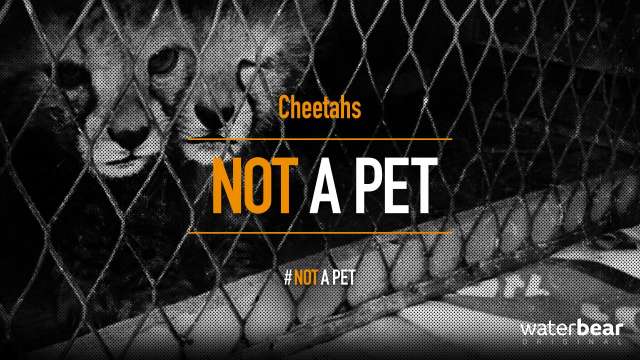 Not a Pet: Cheetahs