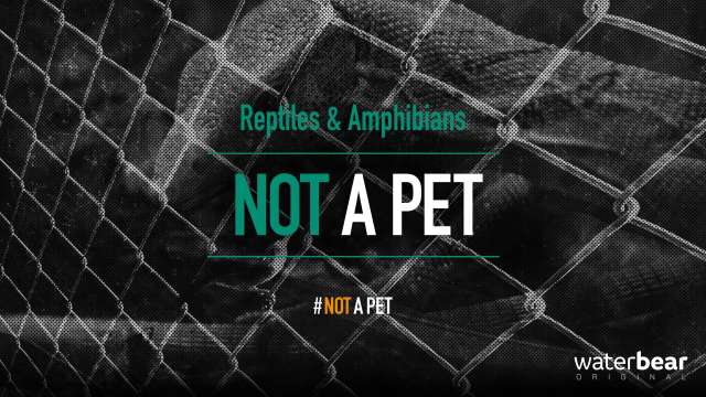 Not a Pet: Reptiles & Amphibians
