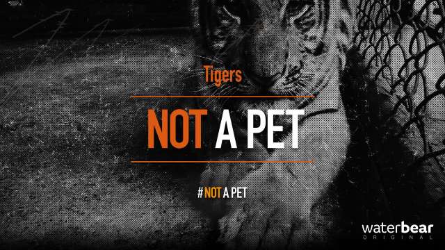 Not a Pet: Tigers