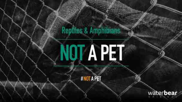 Not a Pet: Reptiles & Amphibians kostenlos streamen | dailyme