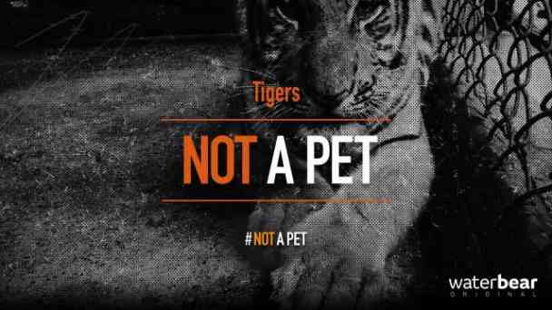 Not a Pet: Tigers kostenlos streamen | dailyme