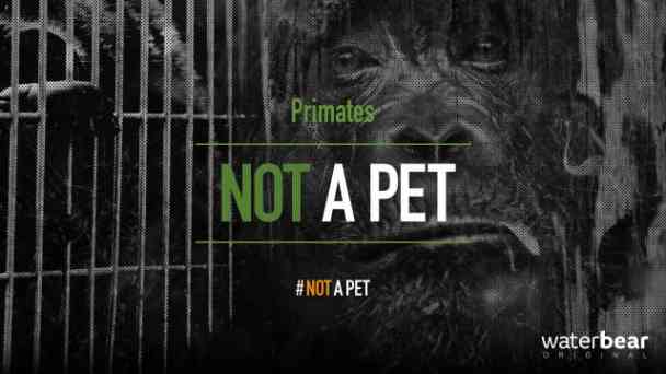 Not a Pet: Primates kostenlos streamen | dailyme