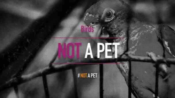 Not a Pet: Birds kostenlos streamen | dailyme