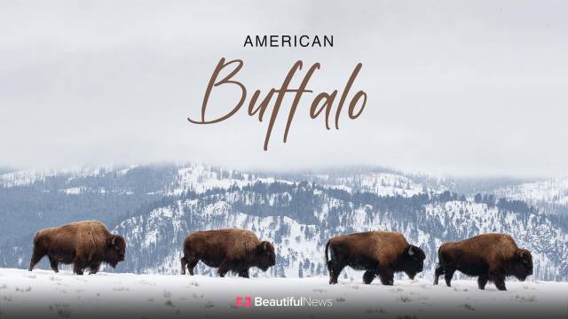 Beautiful News: American Buffalo