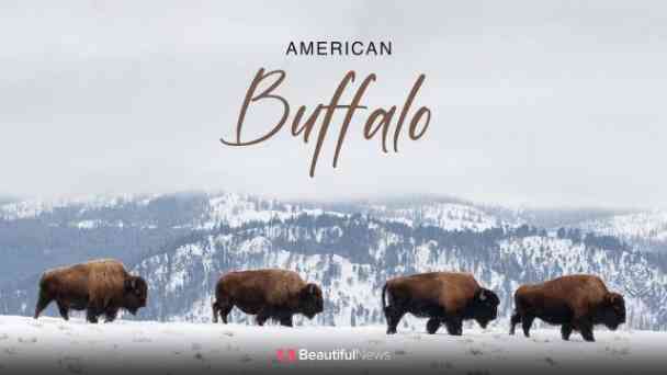 Beautiful News: American Buffalo kostenlos streamen | dailyme