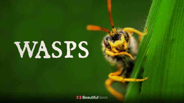 Wasps kostenlos streamen | dailyme