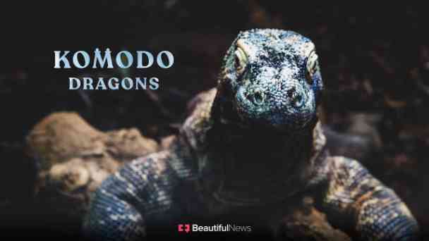 Beautiful News: Komodo Dragons kostenlos streamen | dailyme