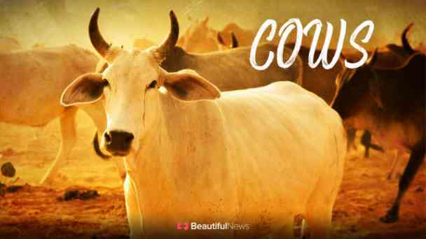 Beautiful News: Cows kostenlos streamen | dailyme