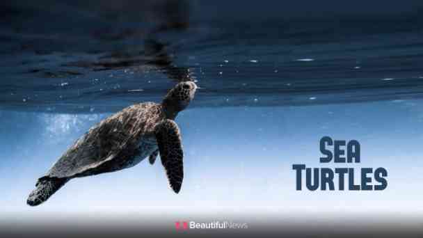 Beautiful News: Sea Turtles kostenlos streamen | dailyme