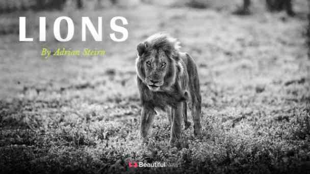 Beautiful News: Lions by Adrian Steirn kostenlos streamen | dailyme
