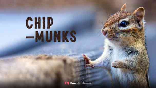Beautiful News: Chipmunks kostenlos streamen | dailyme