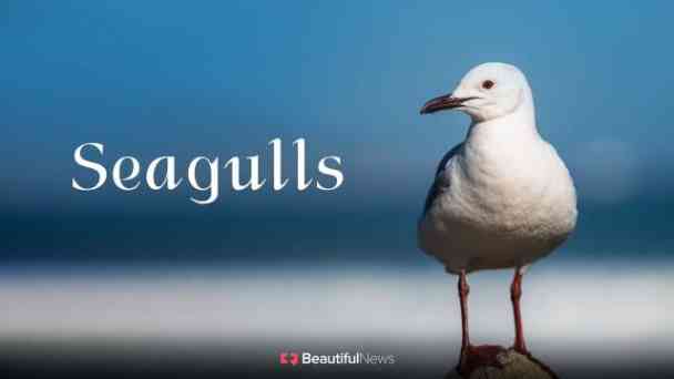 Beautiful News: Seagulls kostenlos streamen | dailyme