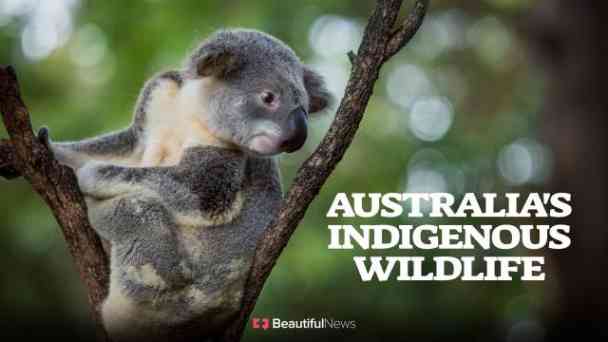 Beautiful News - Australia's Indigenous Wildlife kostenlos streamen | dailyme