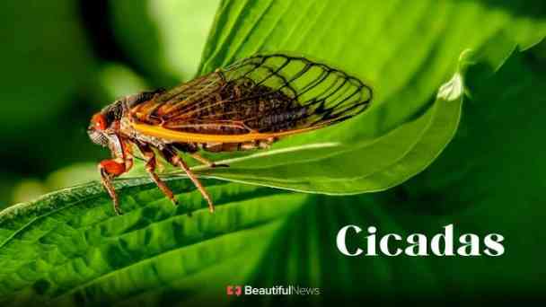 Beautiful News - Cicadas kostenlos streamen | dailyme