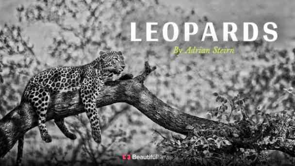 Beautiful News: Leopards by Adrian Steirn kostenlos streamen | dailyme