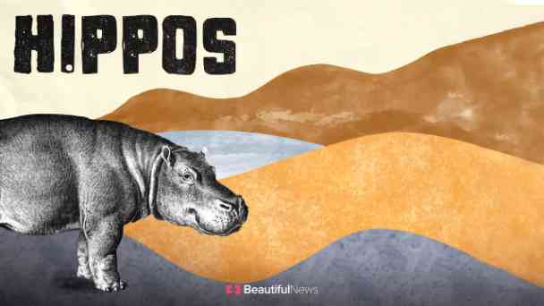Beautiful News: Hippos kostenlos streamen | dailyme