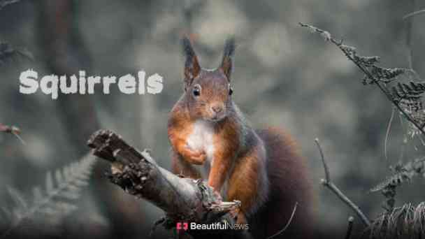 Beautiful News: Squirrels kostenlos streamen | dailyme