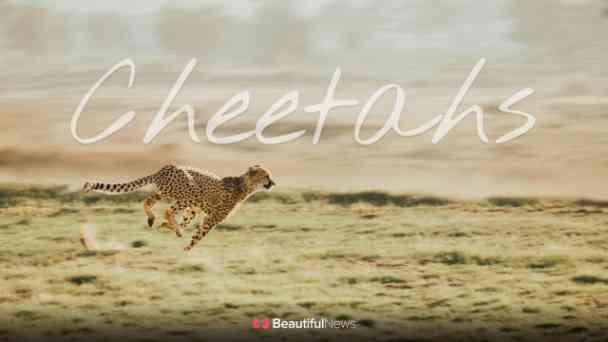 Beautiful News: Cheetahs kostenlos streamen | dailyme