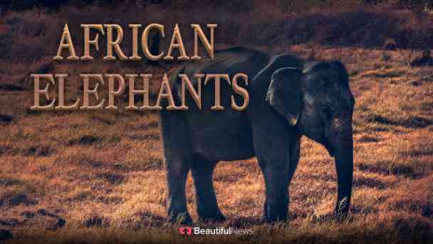 Beautiful News: African Elephants kostenlos streamen | dailyme