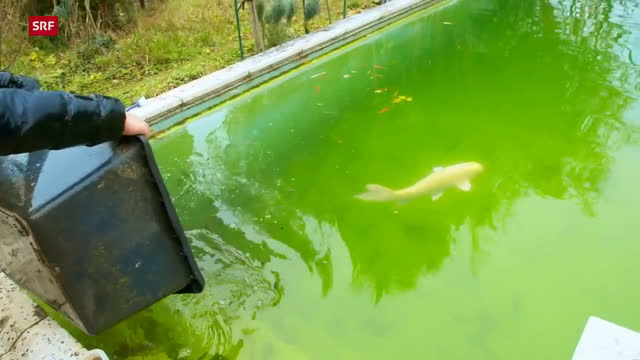 Wildtiere fürs Wohnzimmer – Von Qualzucht und illegalem Handel