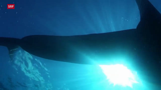 Die Wächter des Great Barrier Reef – Die Meeresgiganten